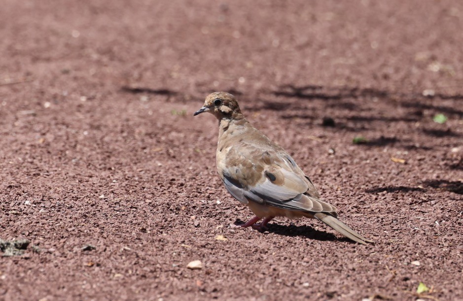 Mourning Dove - ML621387763