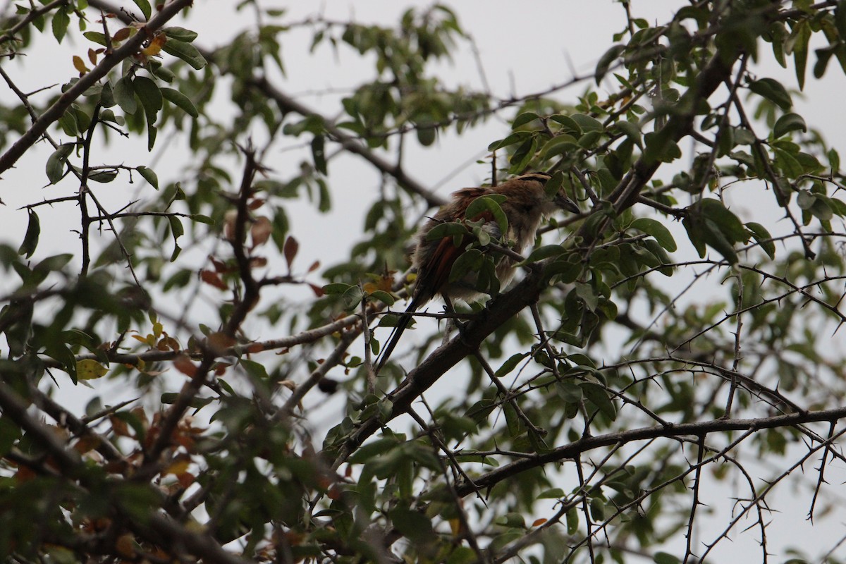 Red-backed Scrub-Robin - ML621387835