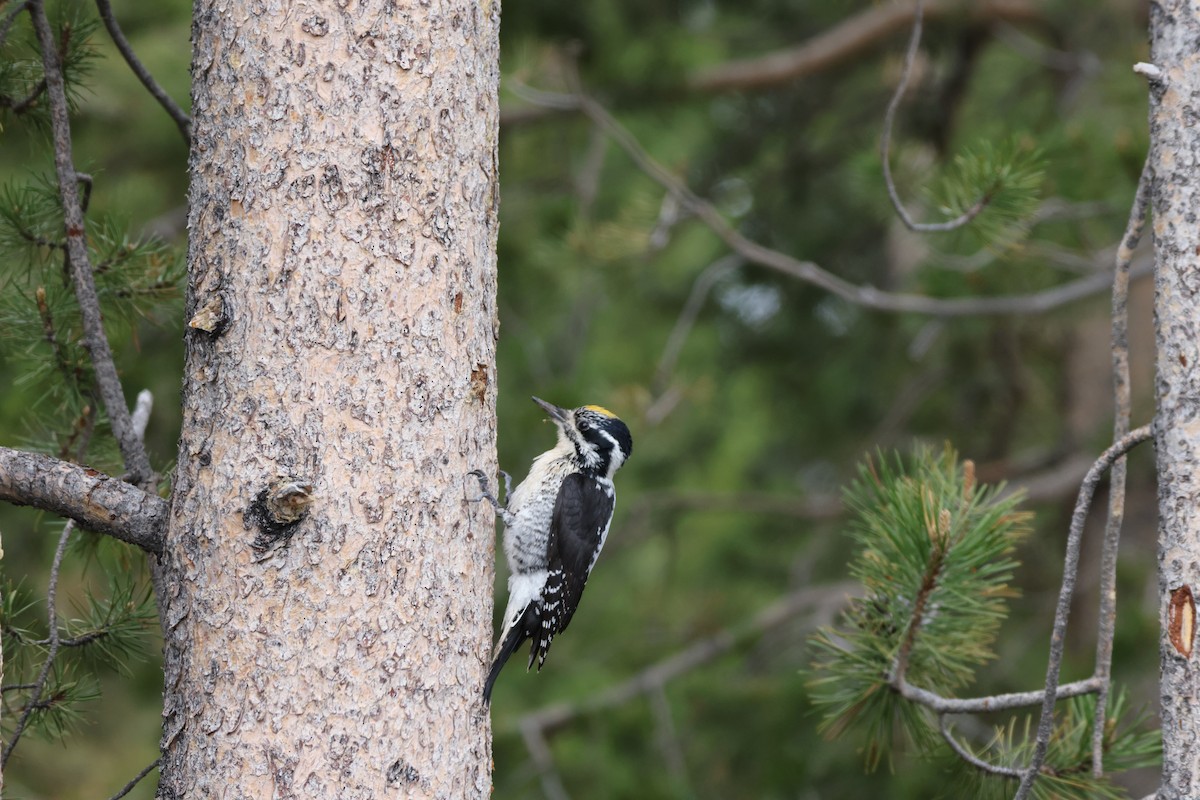 American Three-toed Woodpecker - ML621387837