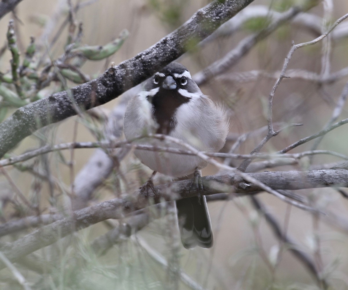 Black-throated Sparrow - ML621387867