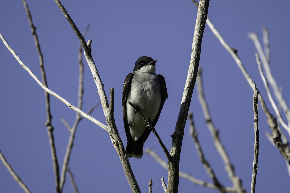 Eastern Kingbird - ML621387892