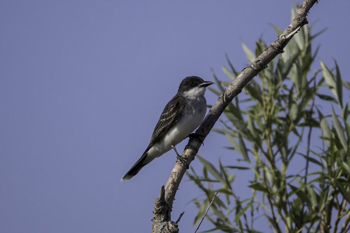 Eastern Kingbird - ML621387893