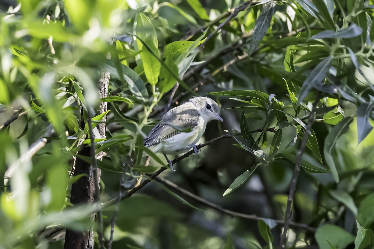 Eastern Warbling Vireo - ML621387897
