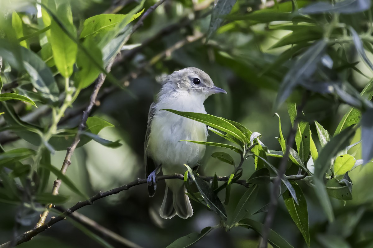 Eastern Warbling Vireo - ML621387898