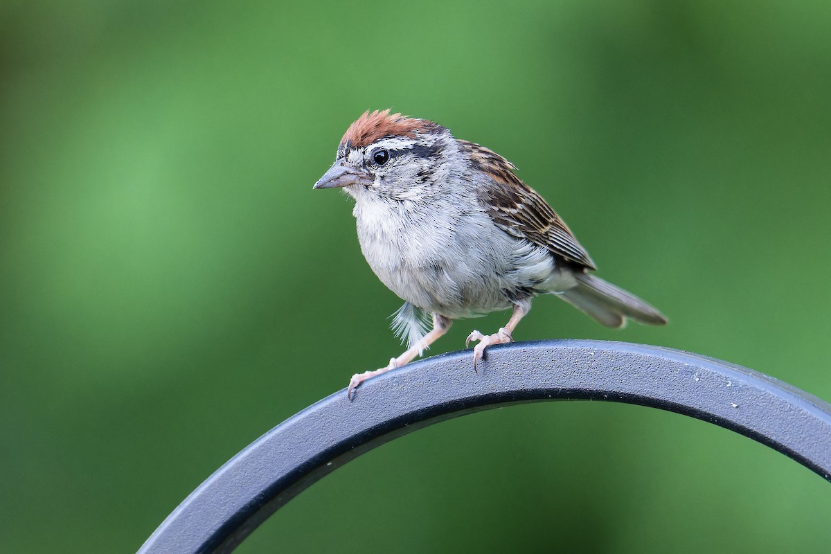 Chipping Sparrow - Don Danko