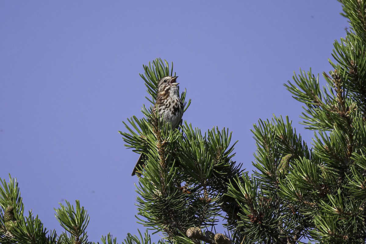 Song Sparrow - ML621387923