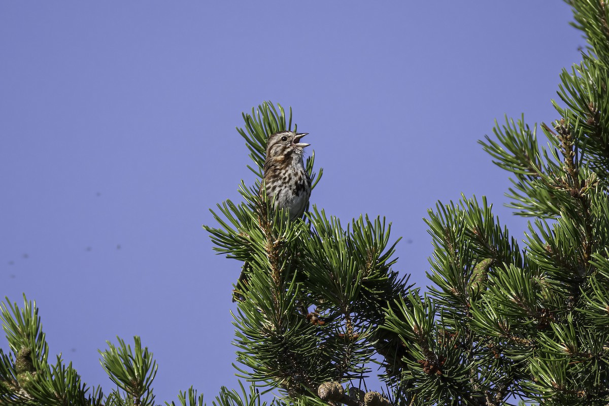 Song Sparrow - ML621387924