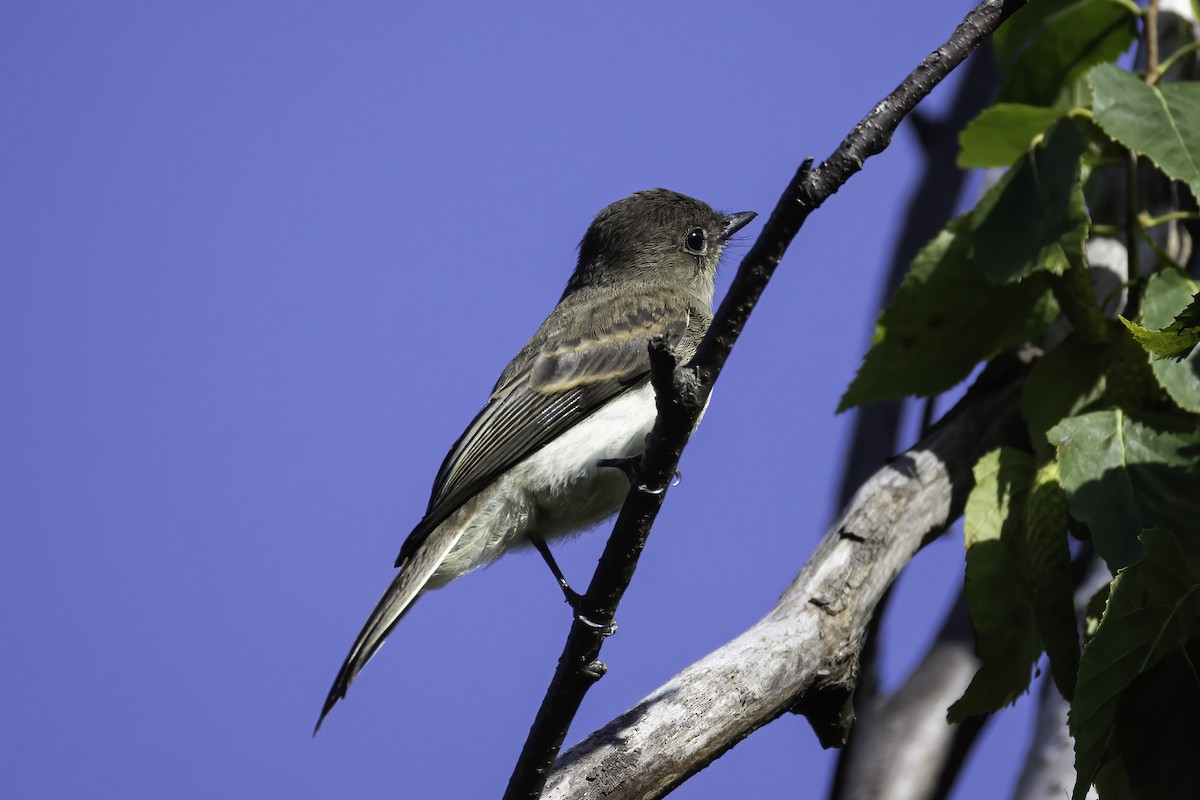 Eastern Phoebe - ML621387953