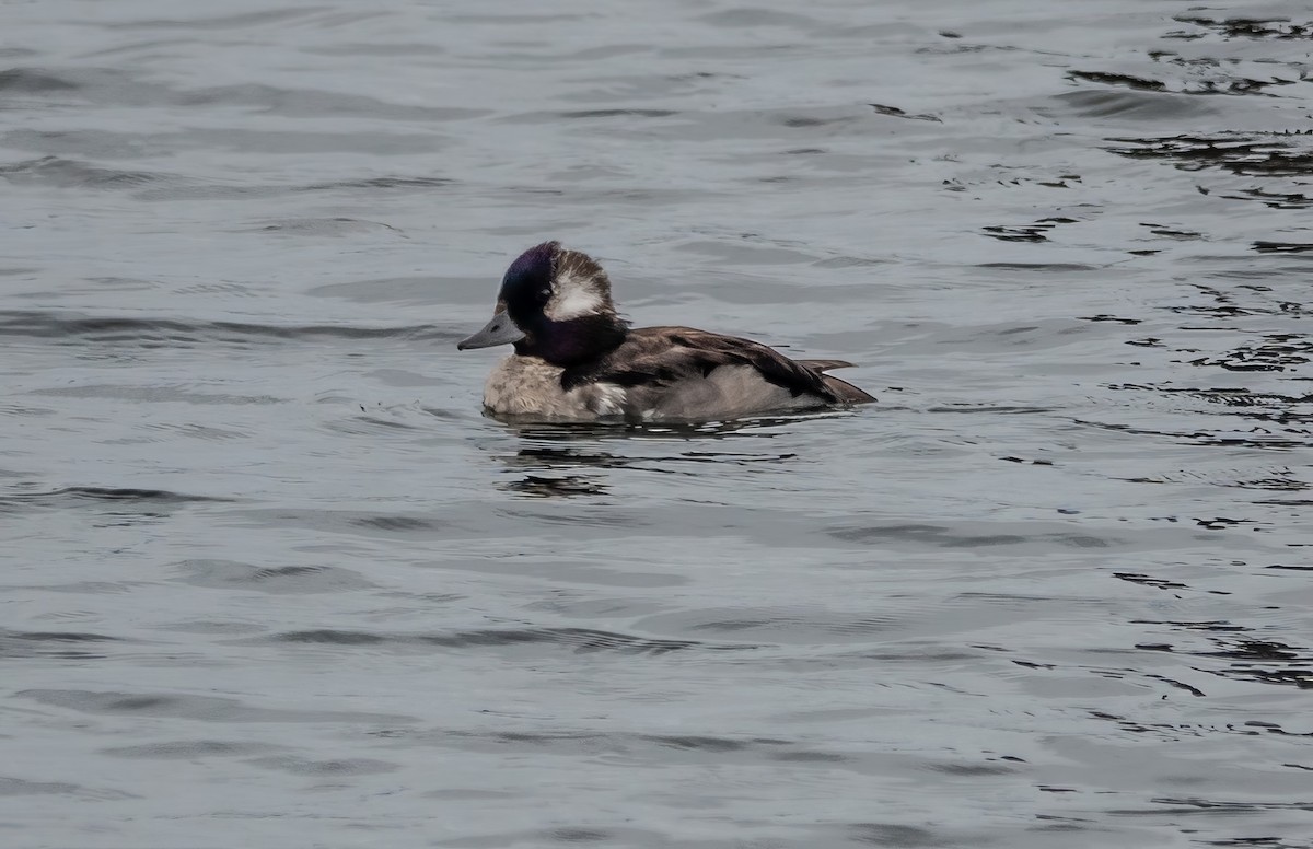 Bufflehead - ML621387974