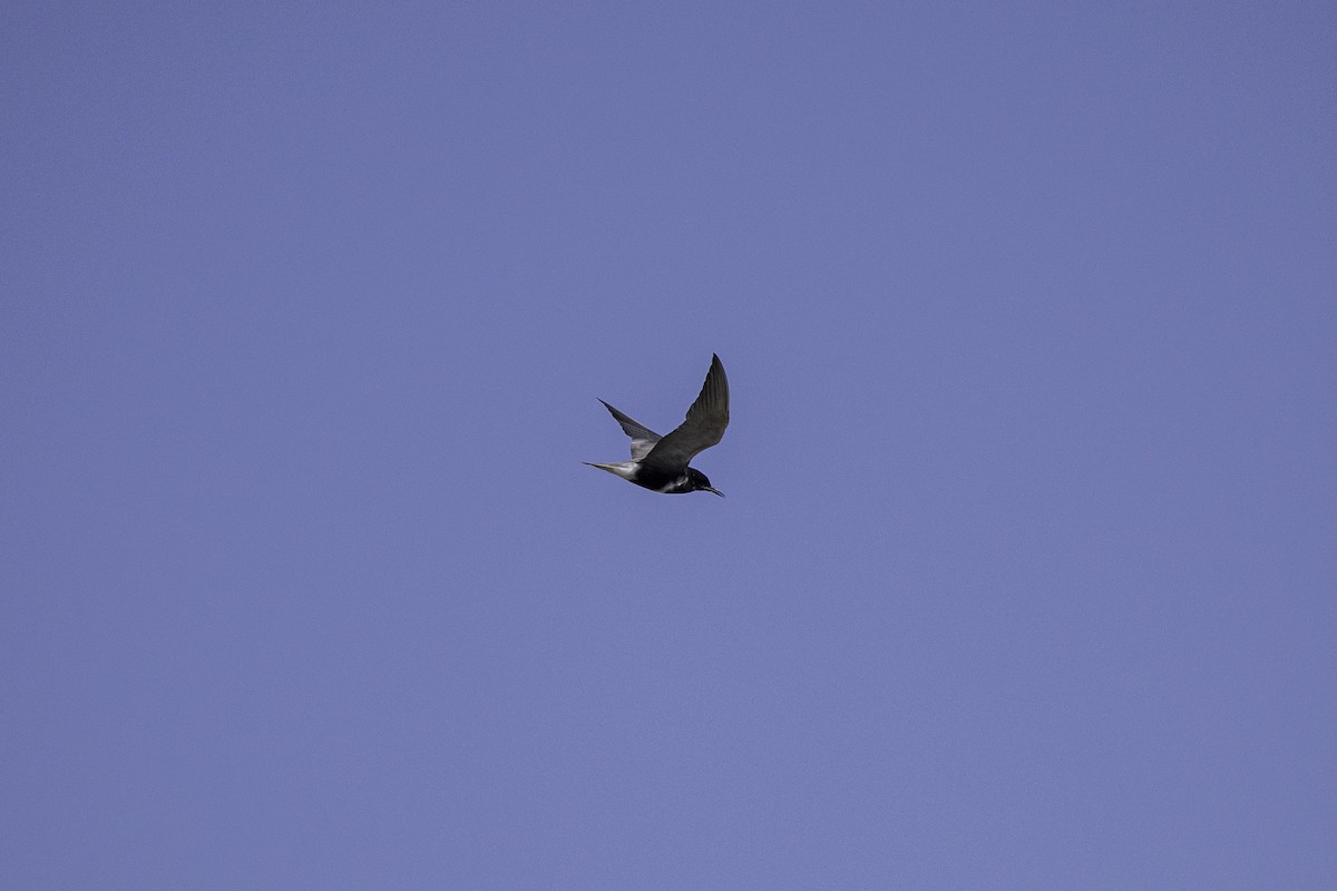 Black Tern (American) - ML621387983