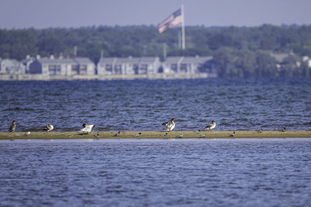 Black Tern (American) - ML621387984