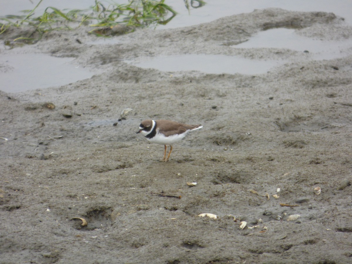 Semipalmated Plover - ML621387995