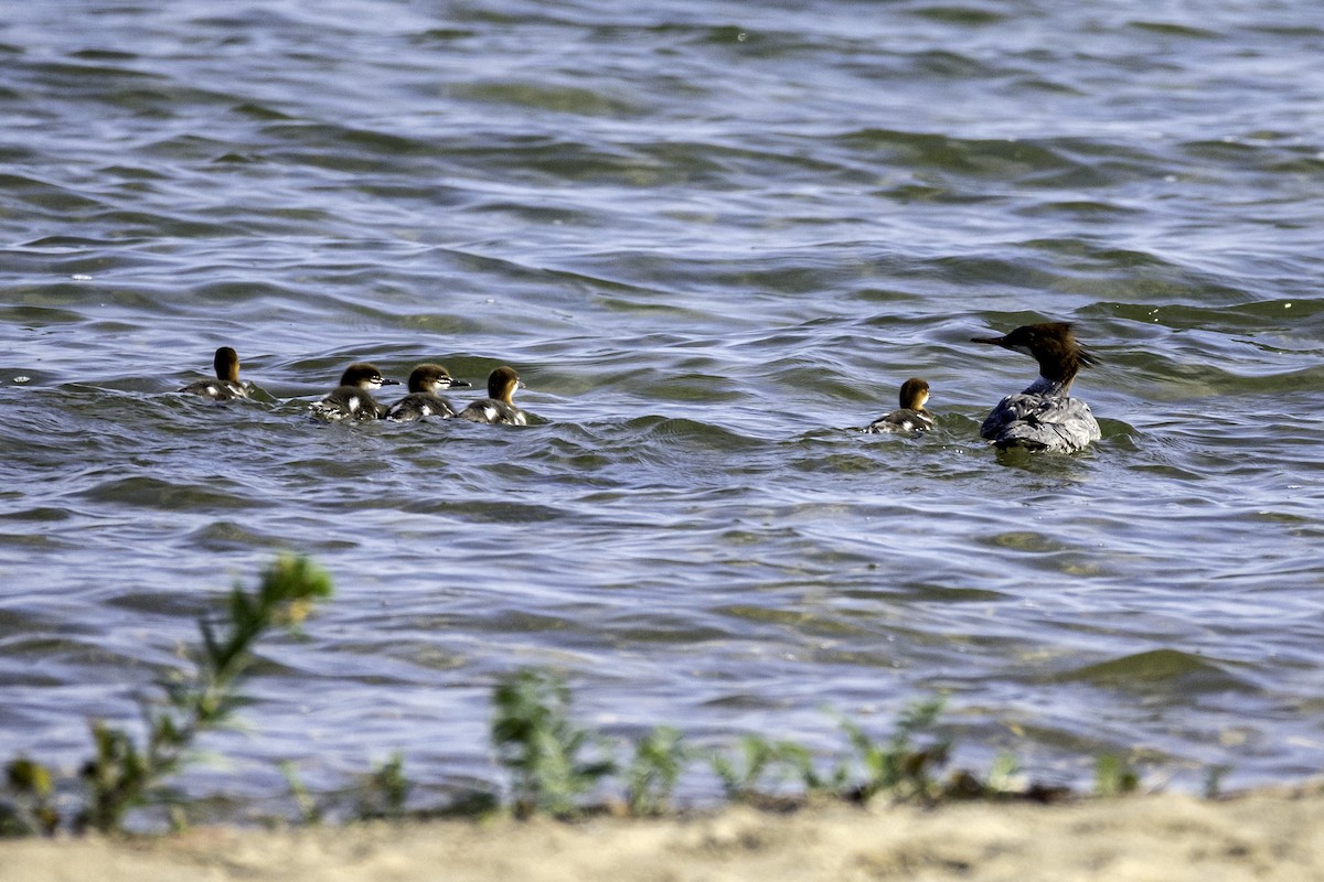 Common Merganser - ML621388039