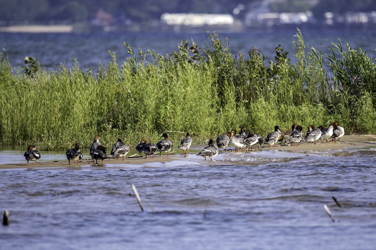 Common Merganser - ML621388040