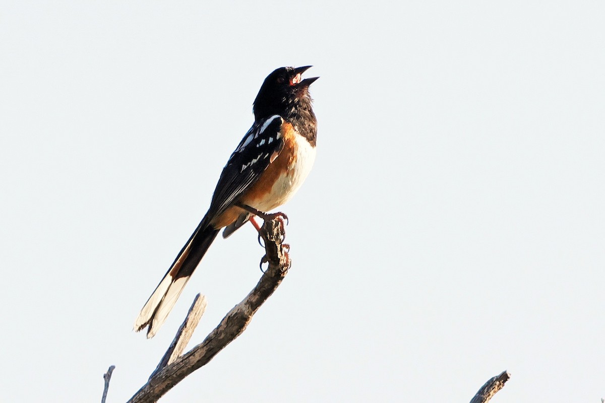 Spotted Towhee - ML621388085