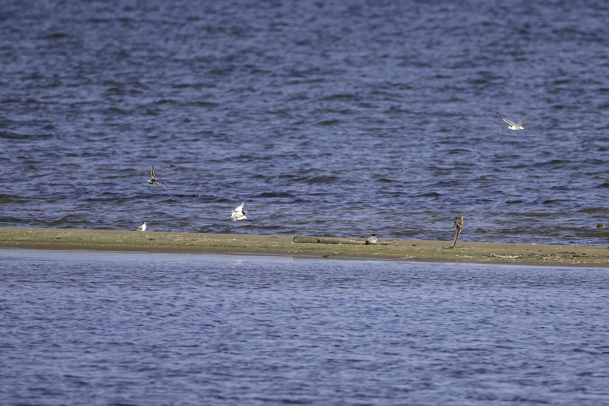 Ruddy Turnstone - ML621388098