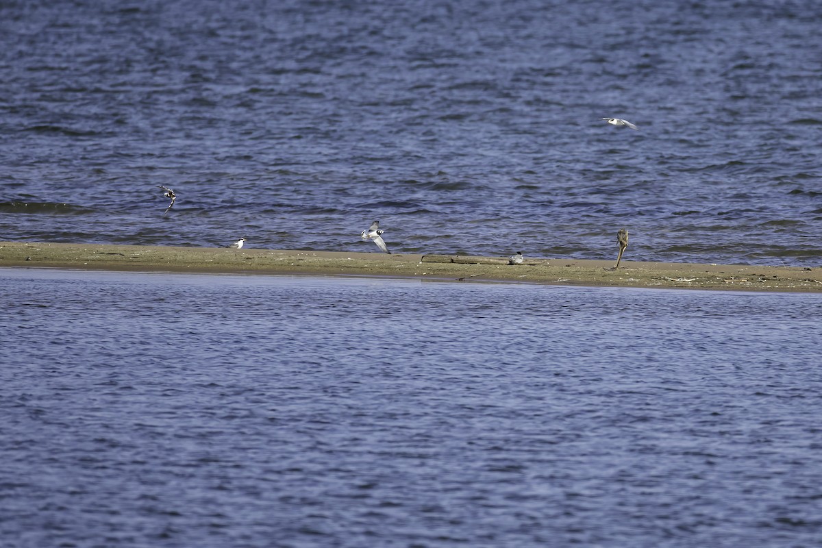 Ruddy Turnstone - ML621388099