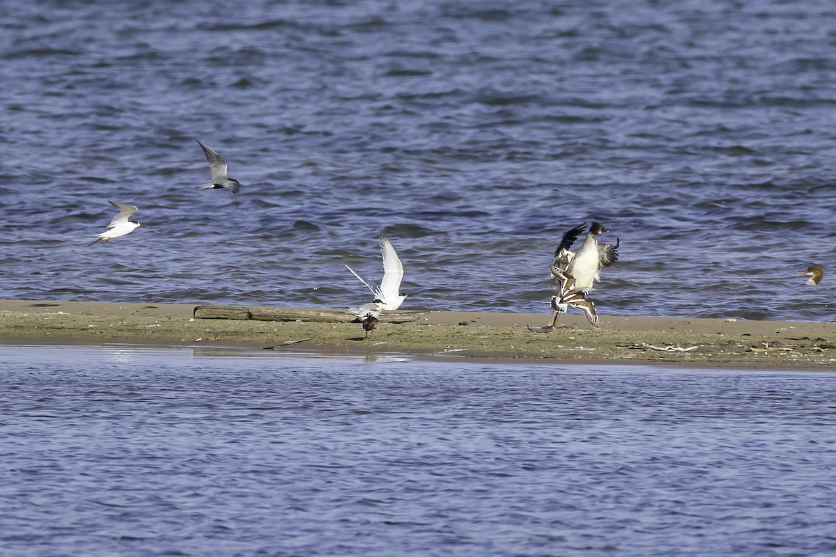 Ruddy Turnstone - ML621388100