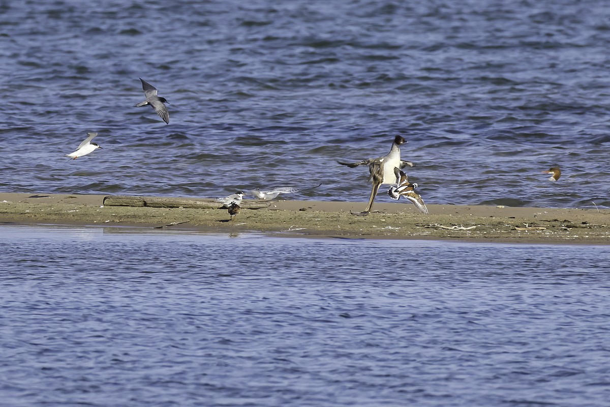 Ruddy Turnstone - ML621388101