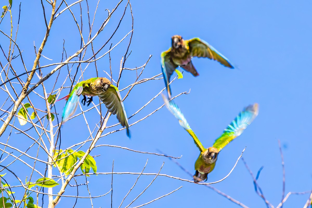 Bonaparte's Parakeet - ML621388156