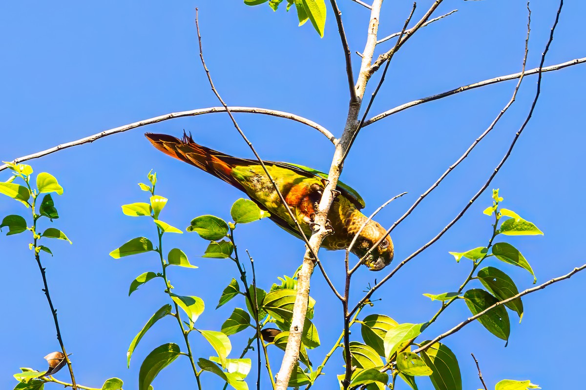 Bonaparte's Parakeet - ML621388157
