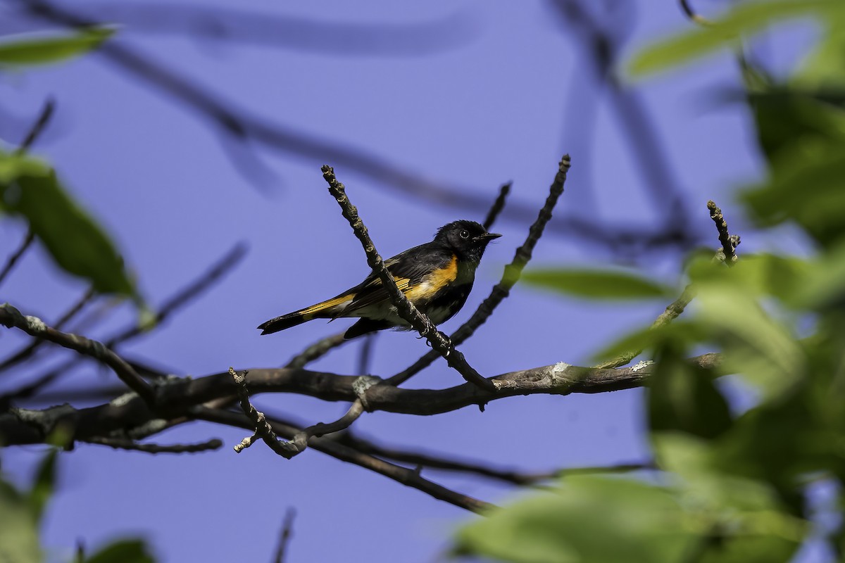 American Redstart - ML621388162