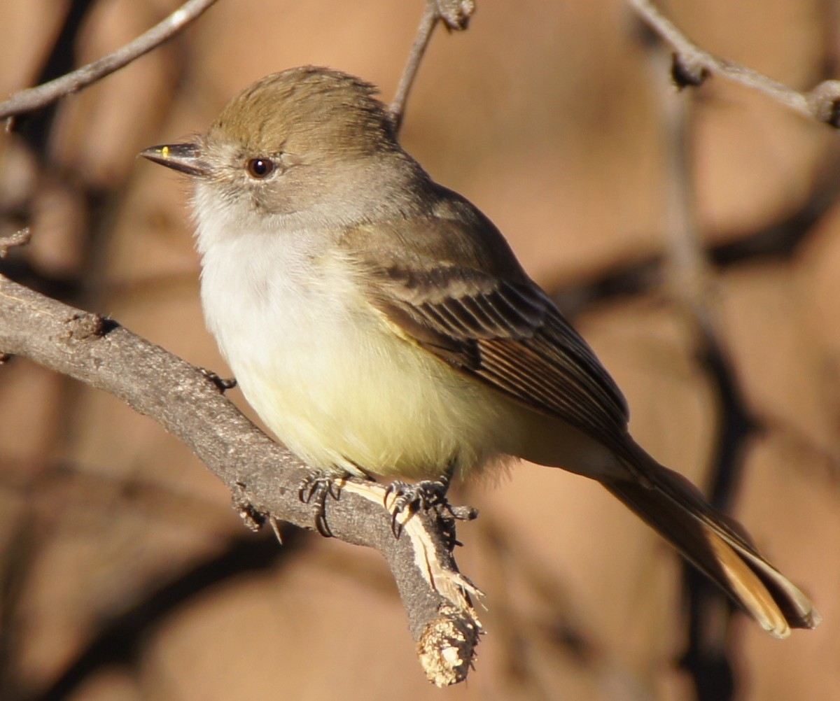 Nutting's Flycatcher - ML621388164
