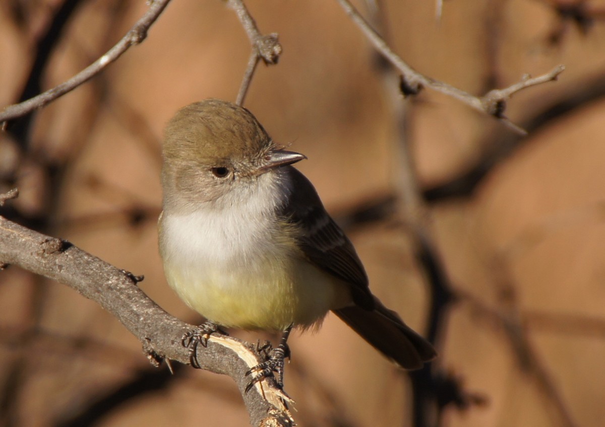 Nutting's Flycatcher - ML621388165