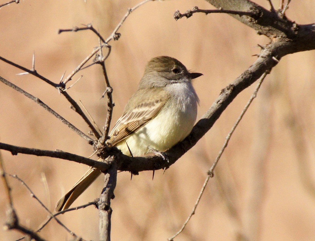 Nutting's Flycatcher - ML621388166