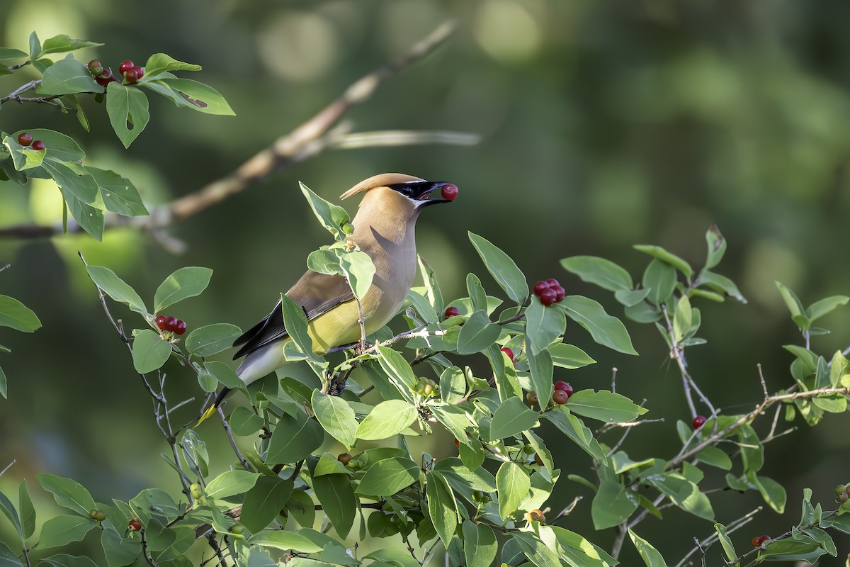 Cedar Waxwing - ML621388186