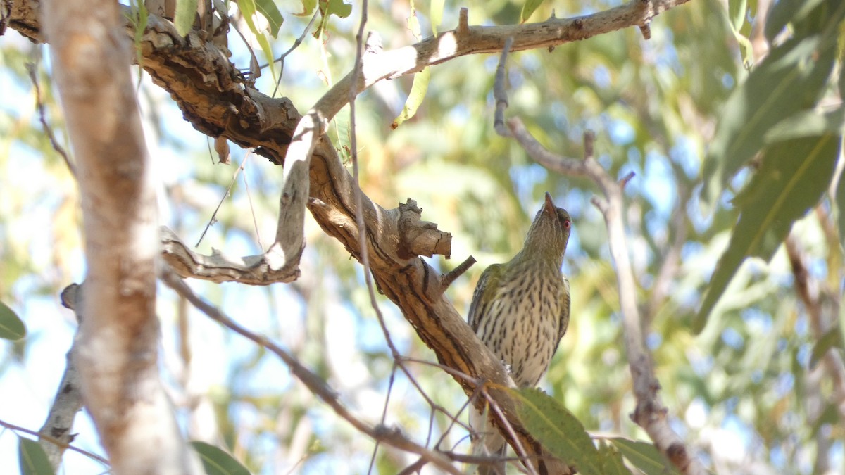 Olive-backed Oriole - ML621388272