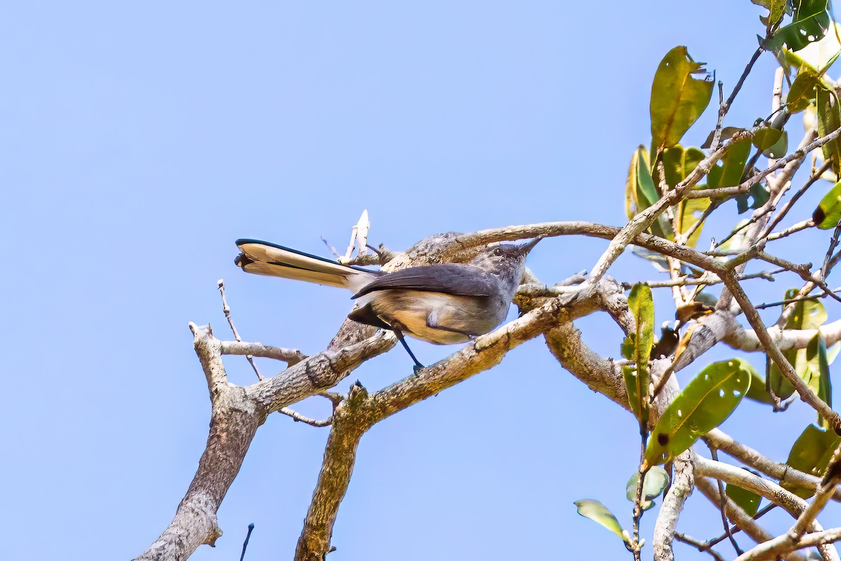 Inambari Gnatcatcher - ML621388274