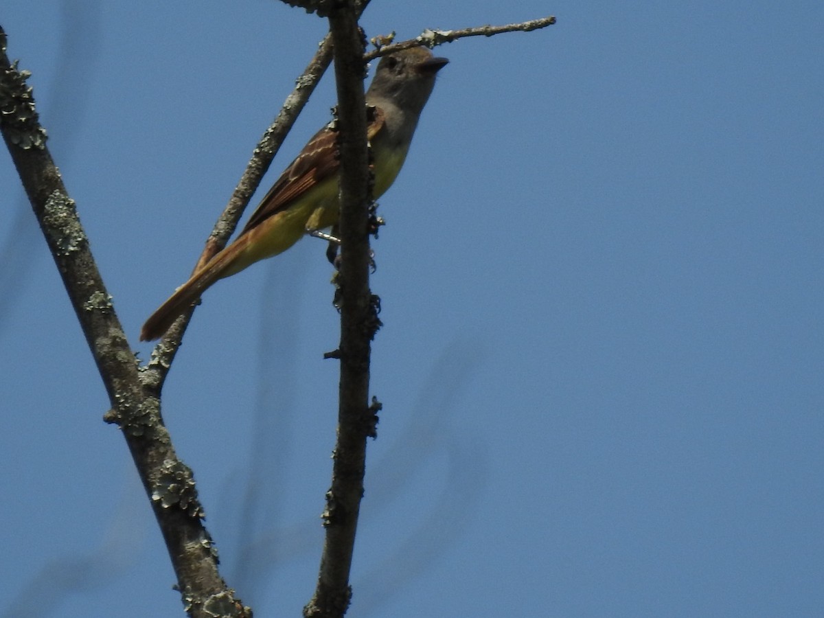 Great Crested Flycatcher - ML621388301
