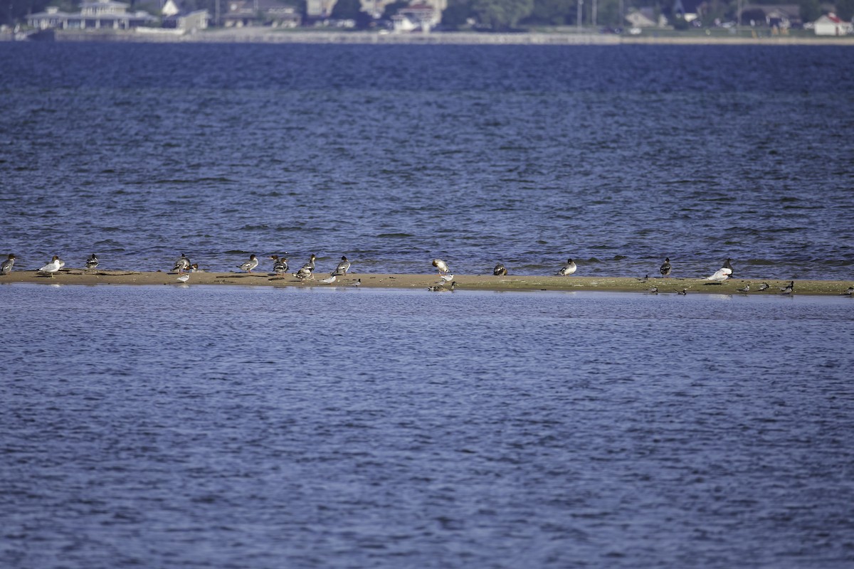 Forster's/Common Tern - ML621388323