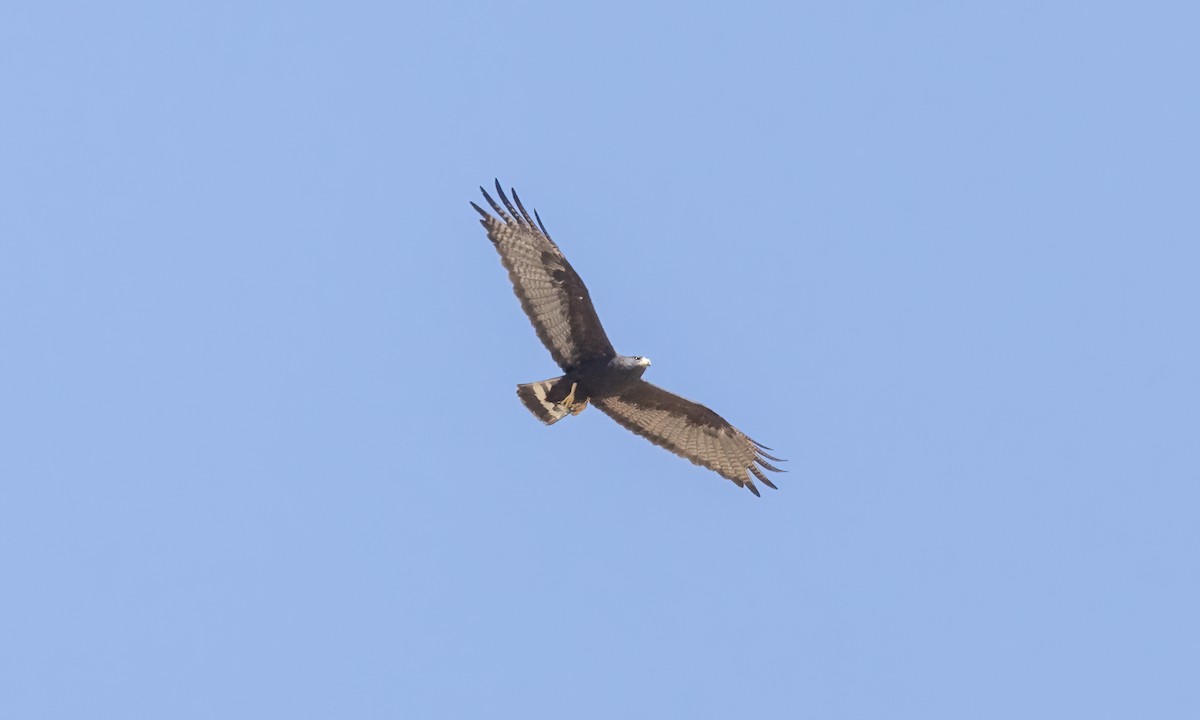 Zone-tailed Hawk - ML621388327