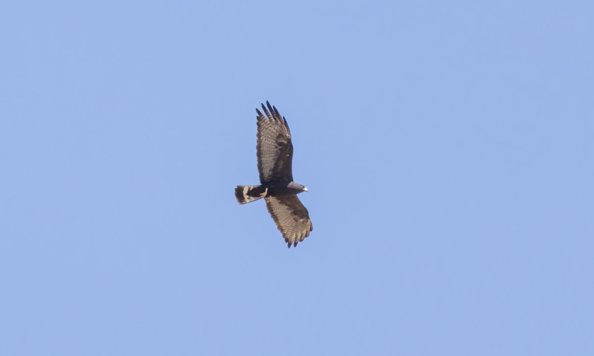 Zone-tailed Hawk - ML621388328