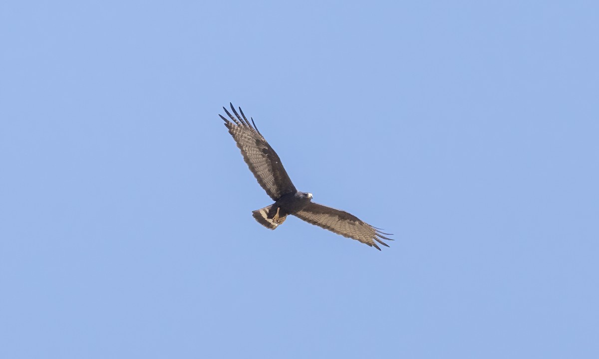 Zone-tailed Hawk - ML621388329