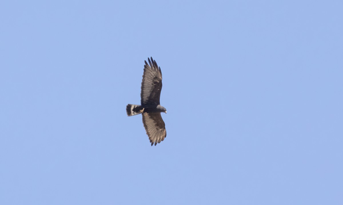 Zone-tailed Hawk - ML621388330