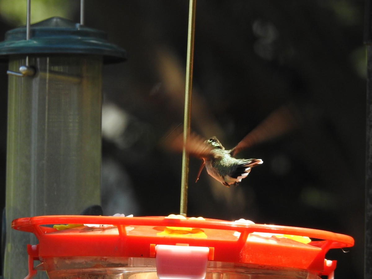 Ruby-throated Hummingbird - ML621388339