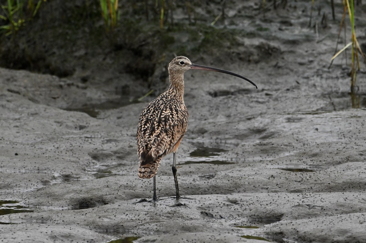 Long-billed Curlew - ML621388398