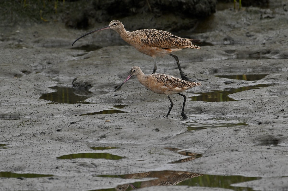 Long-billed Curlew - ML621388427