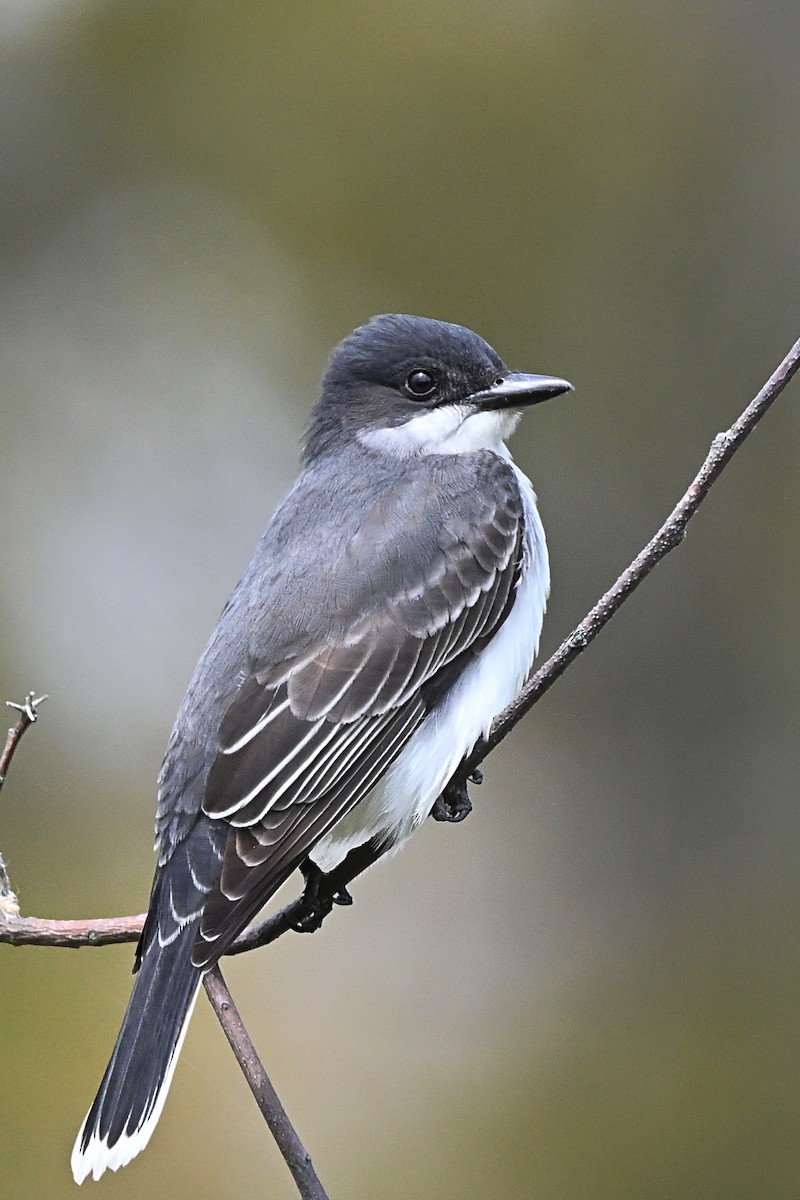 Eastern Kingbird - ML621388448