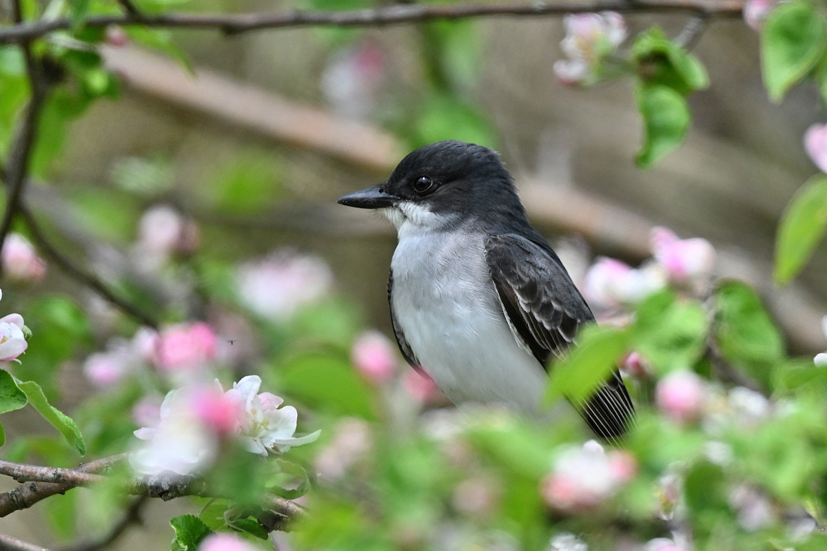 Eastern Kingbird - ML621388449