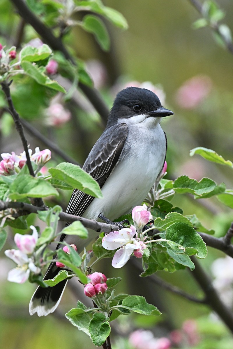 Eastern Kingbird - ML621388450