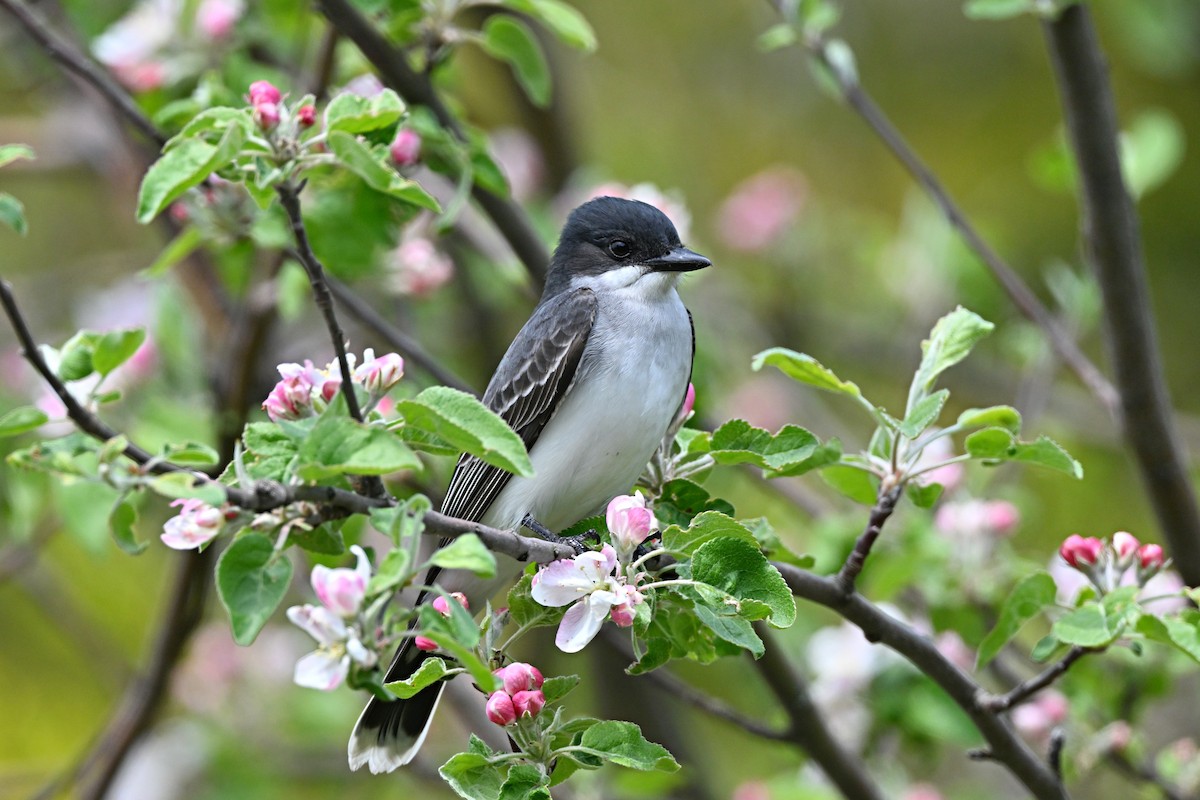 Eastern Kingbird - ML621388451