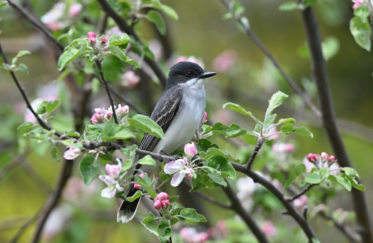 Eastern Kingbird - ML621388452