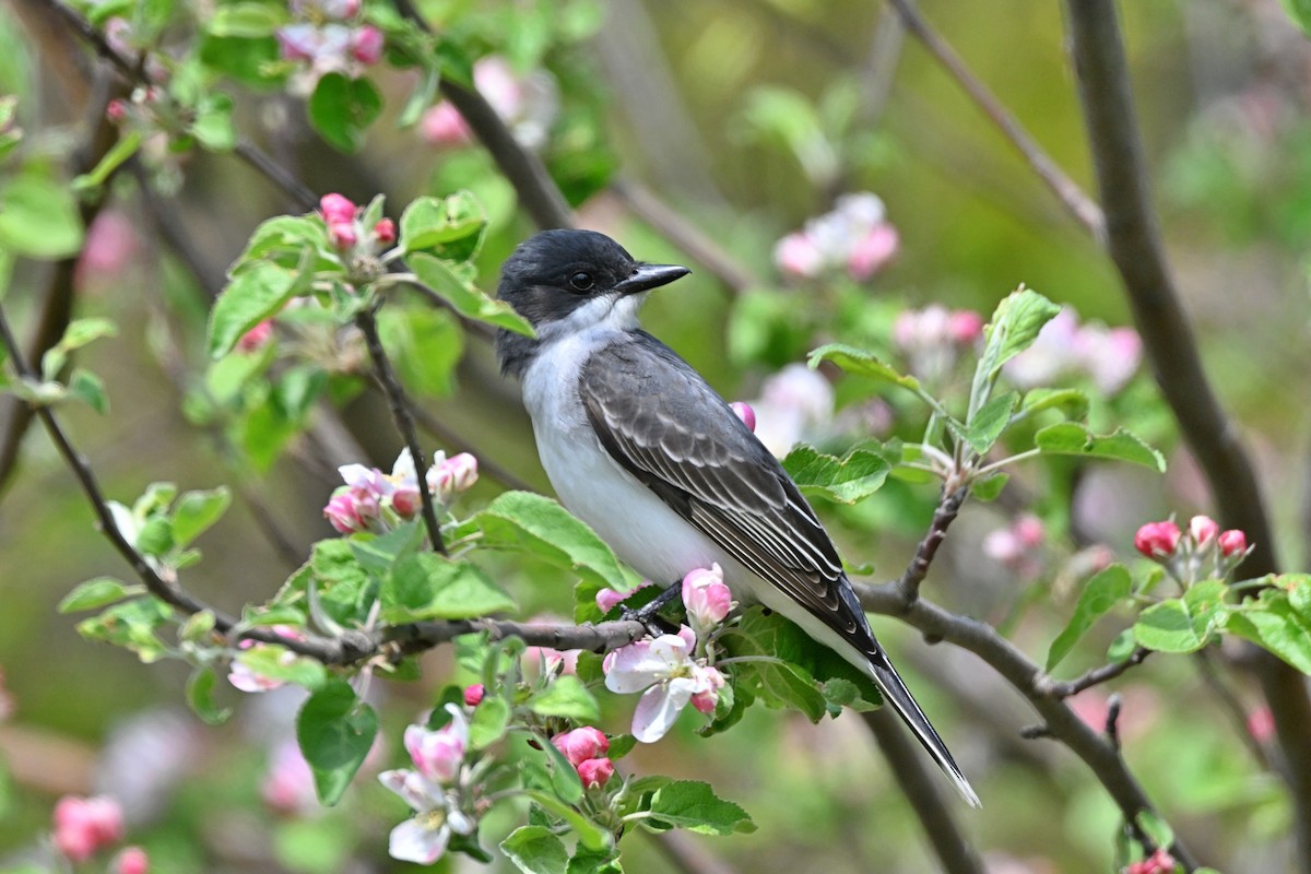 Eastern Kingbird - ML621388453