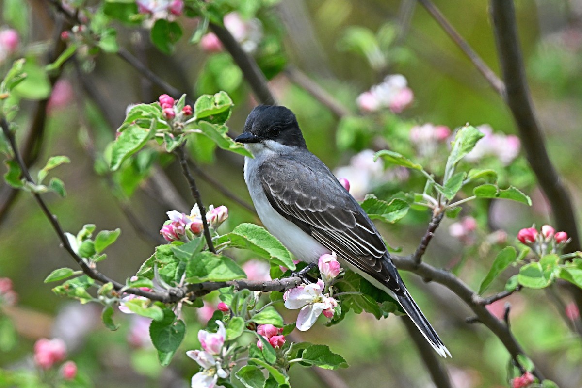 Eastern Kingbird - André Lanouette