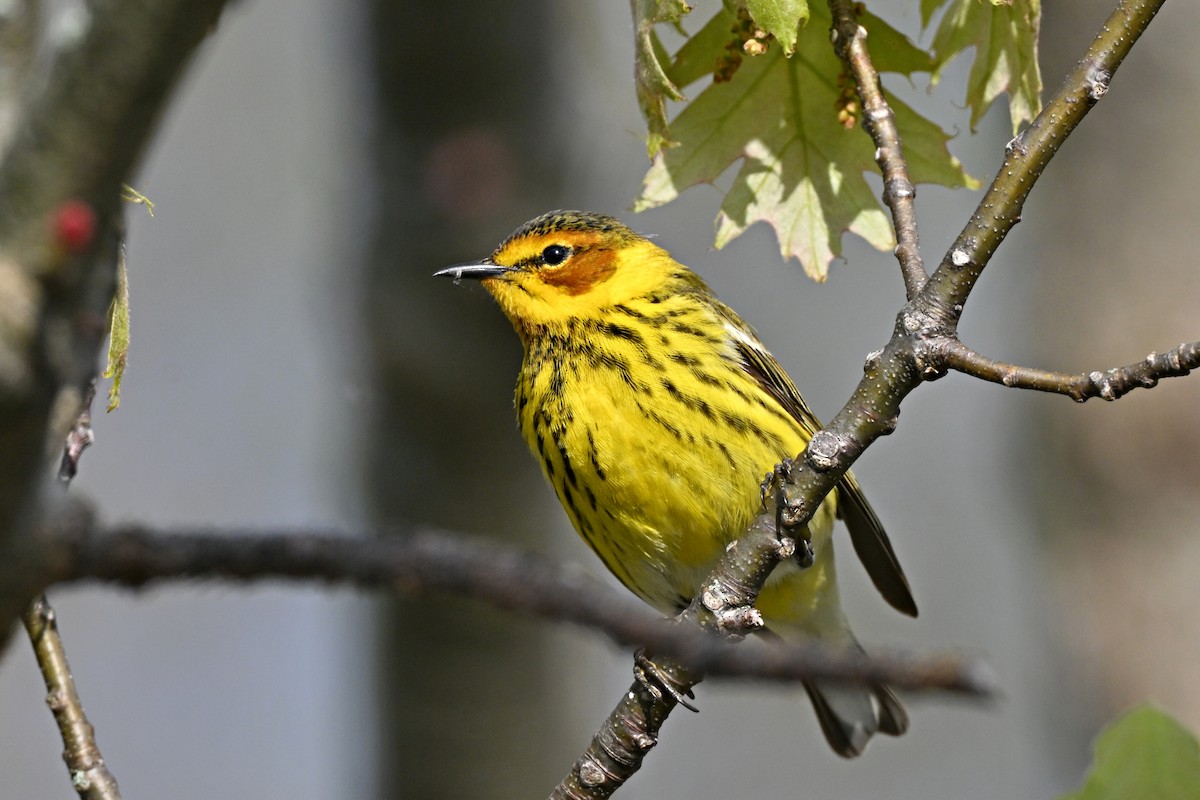 Cape May Warbler - ML621388498