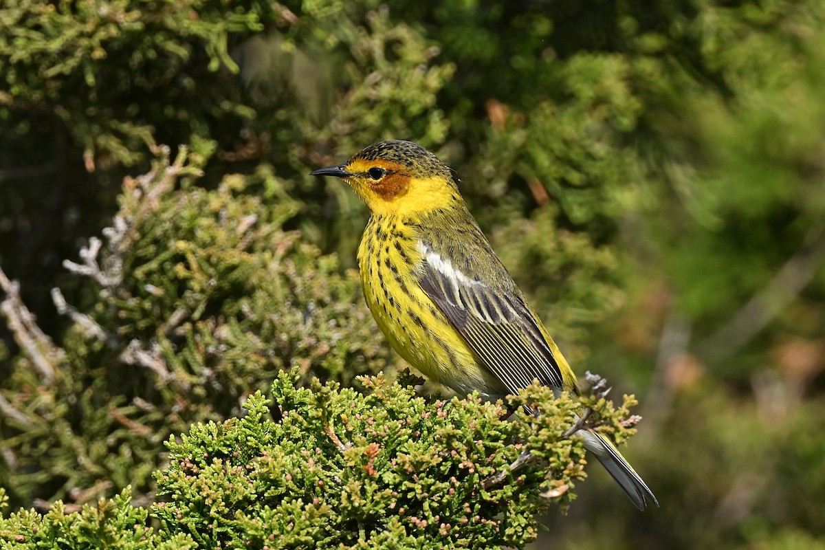 Cape May Warbler - ML621388499
